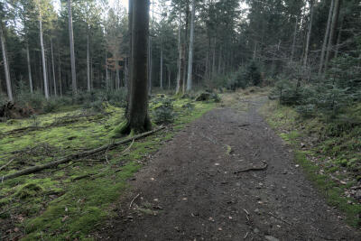 Wald bei Waldmünchen